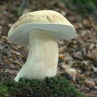 Sommer Steinpilz (Boletus reticulatus )