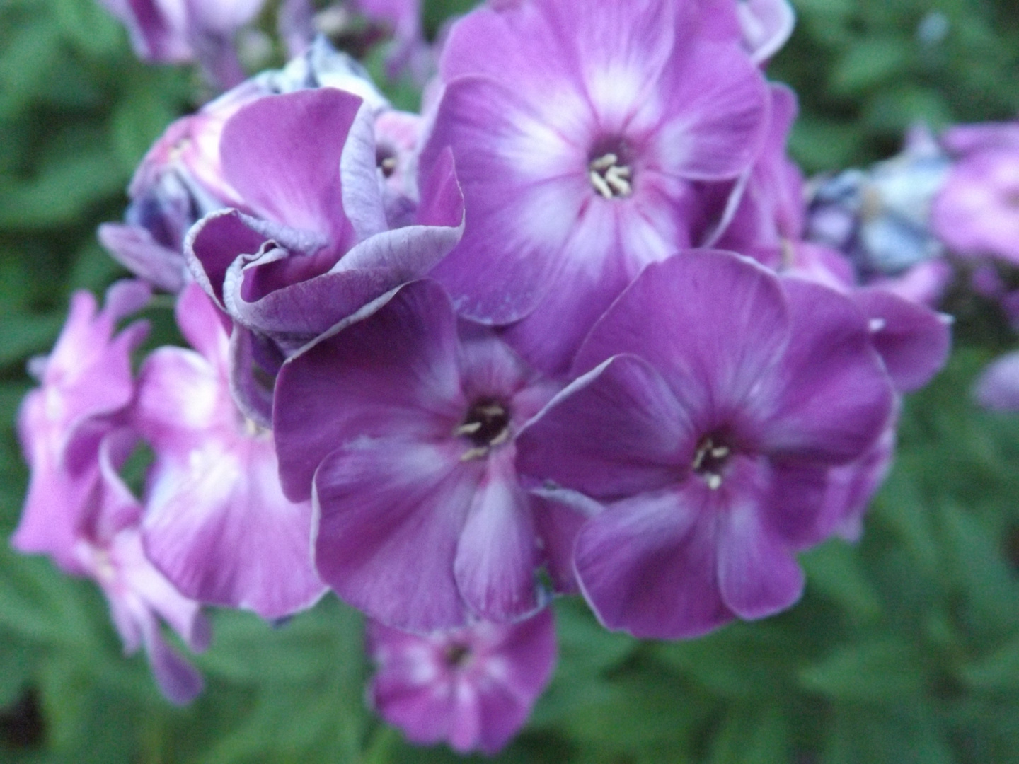 Sommer, Strand und Blumen