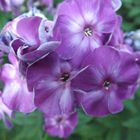 Sommer, Strand und Blumen