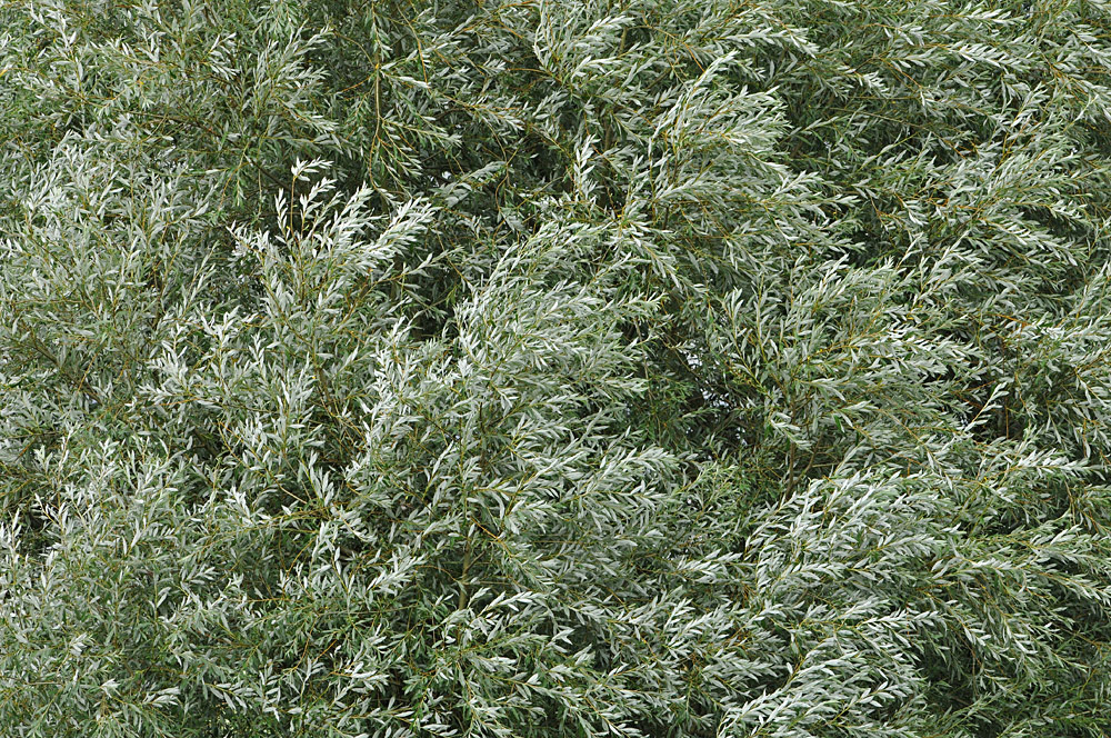 Sommer – Stürme statt Makro – Wetter