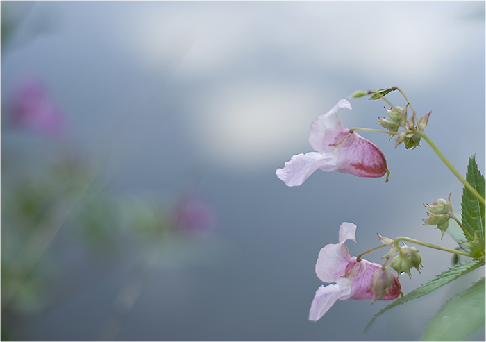 sommer-tag°