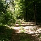 Sommer Tour mit dem Mtb durch die Wälder nähe Ahlhorn