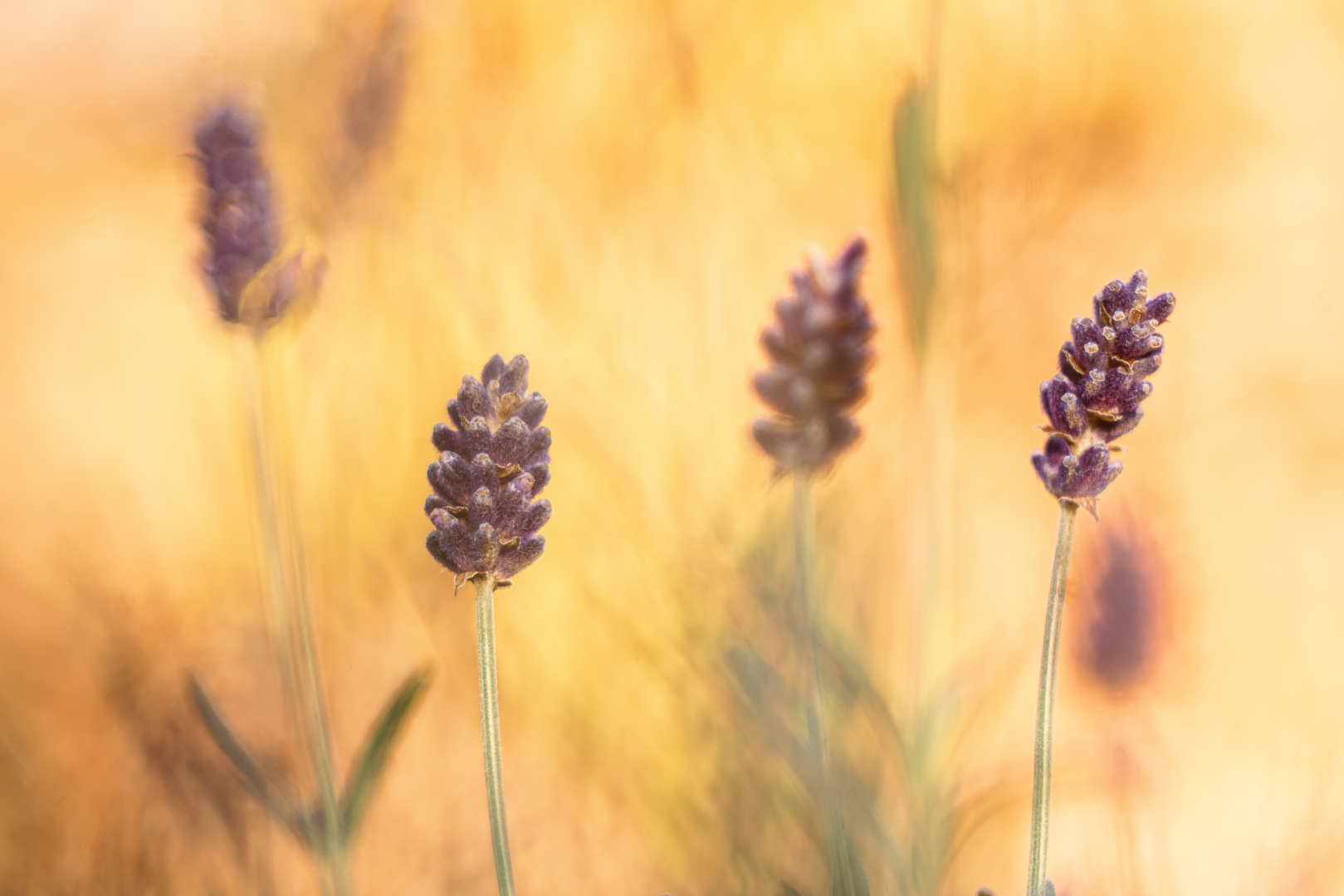 Sommer trifft Herbst