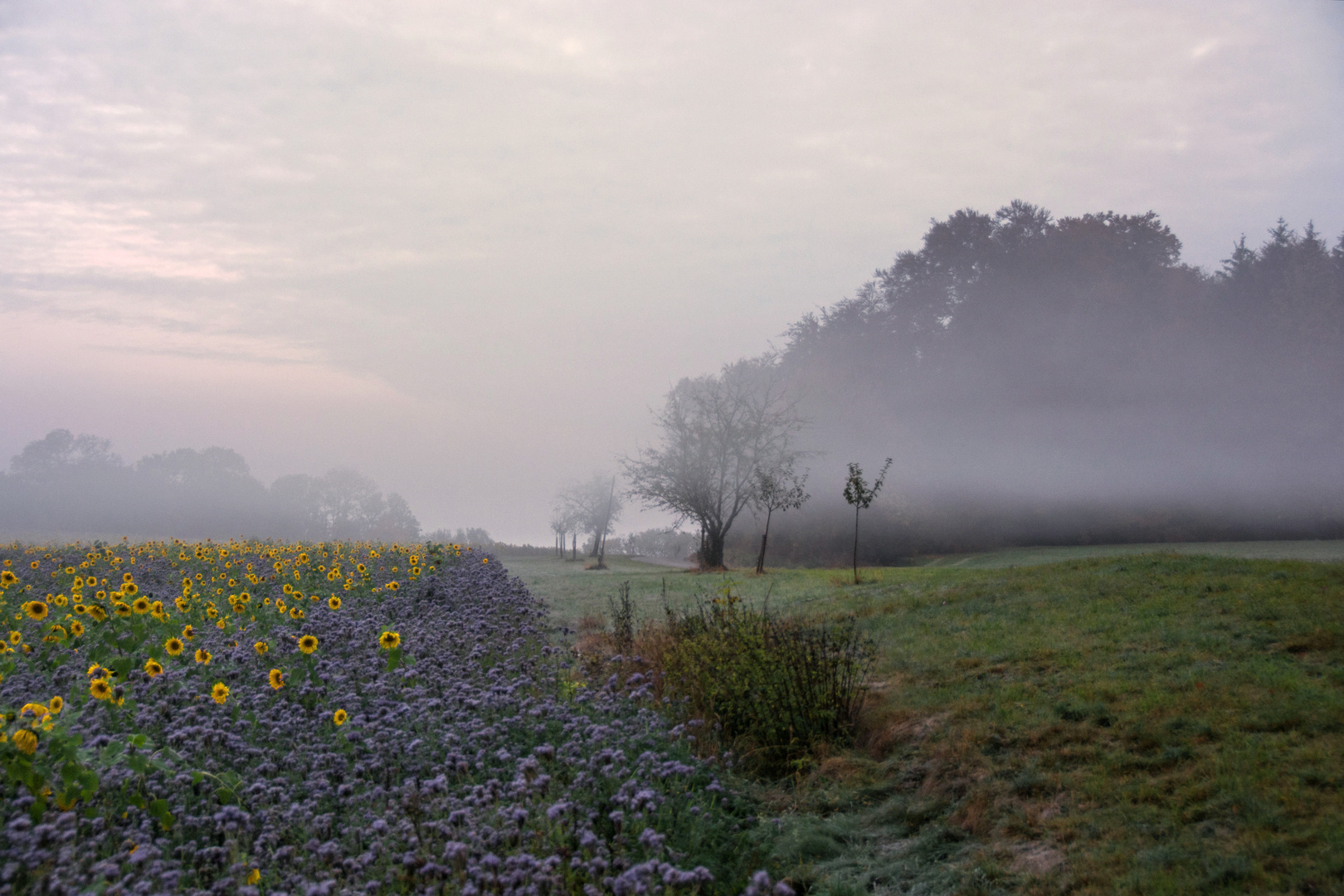 Sommer trifft sich mit Herbst