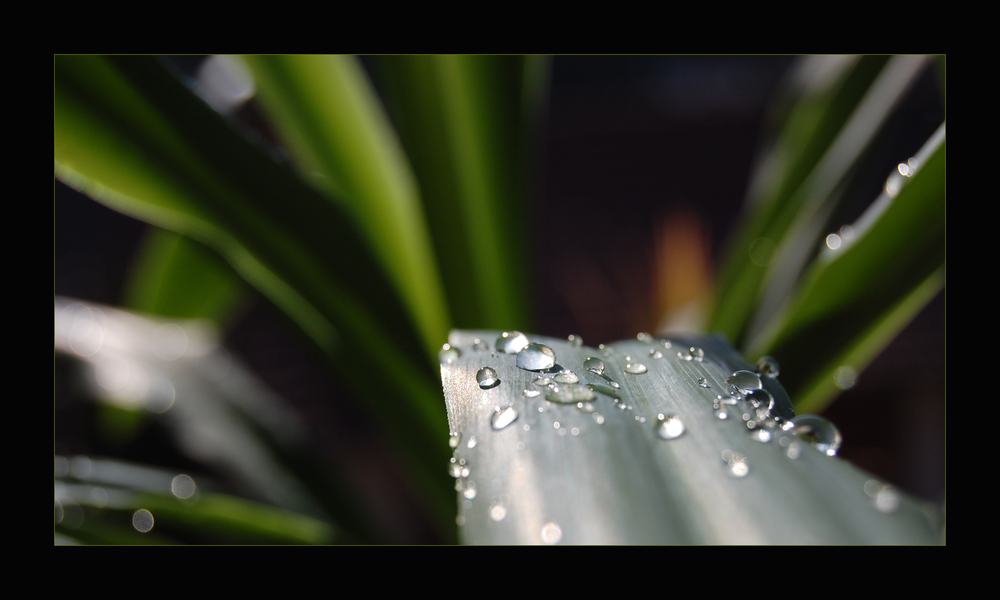 Sommer - Tropfen