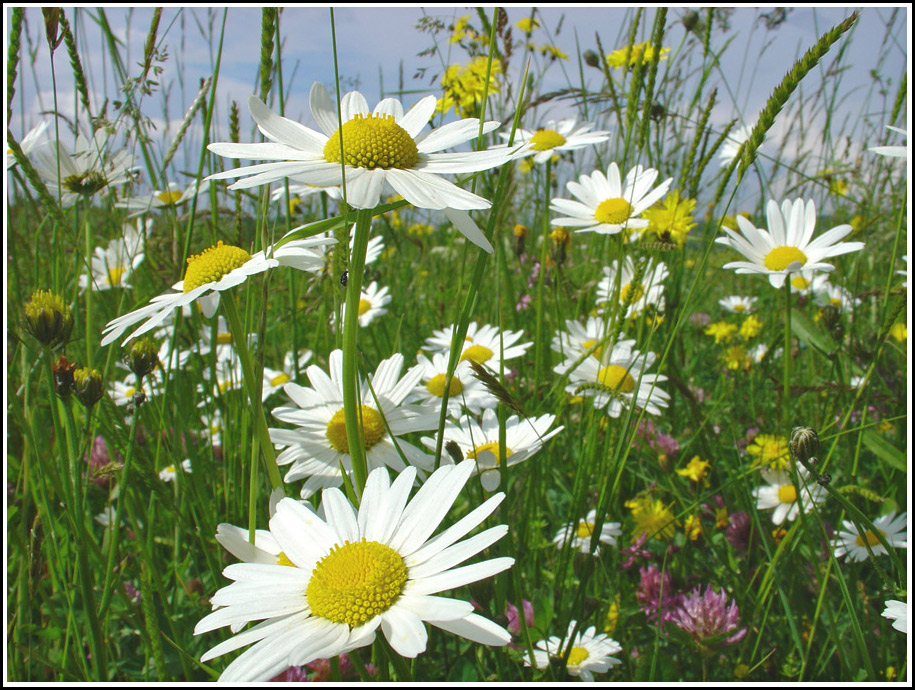 Sommer TV