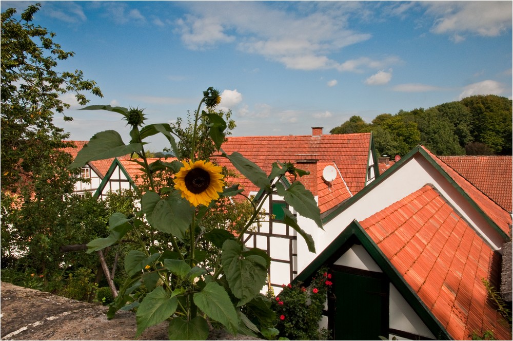 Sommer über den Dächern ...