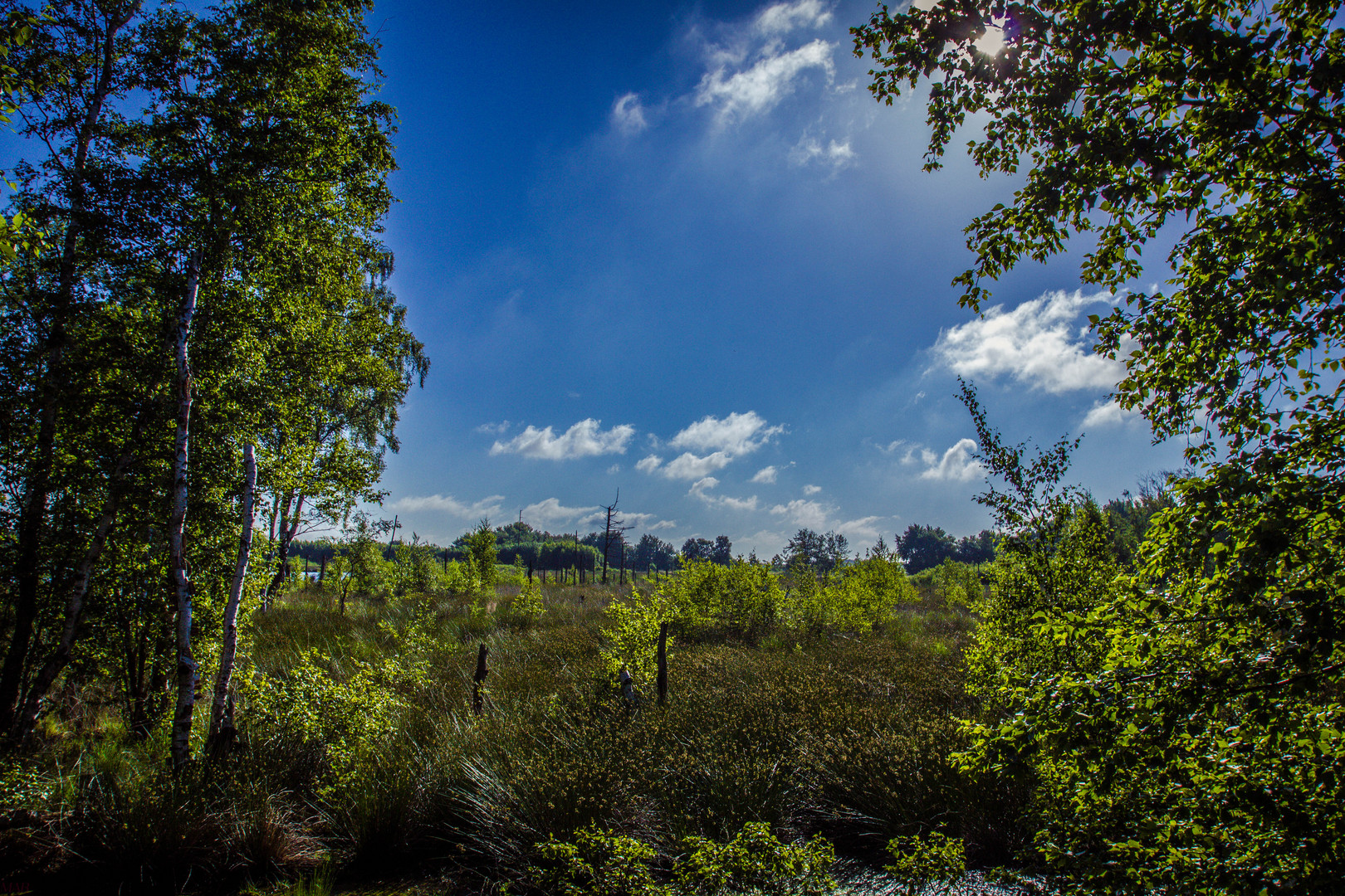 Sommer überm Moor