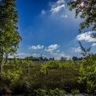 Sommer überm Moor