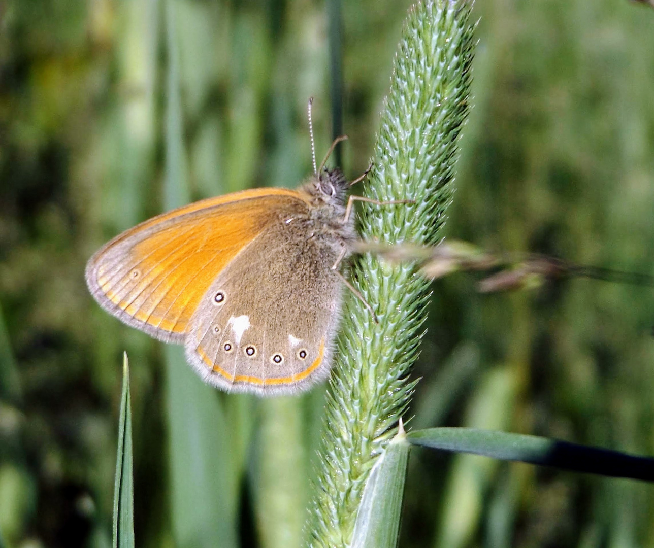 Sommer und die dazugehörigen Schmetterlinge...