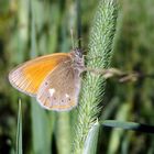 Sommer und die dazugehörigen Schmetterlinge...