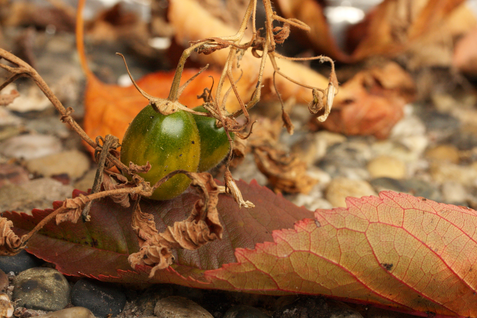 Sommer und Herbst