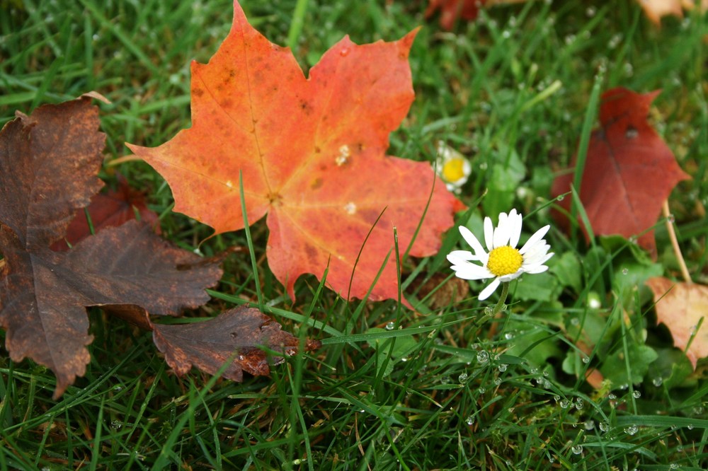 Sommer und Herbst