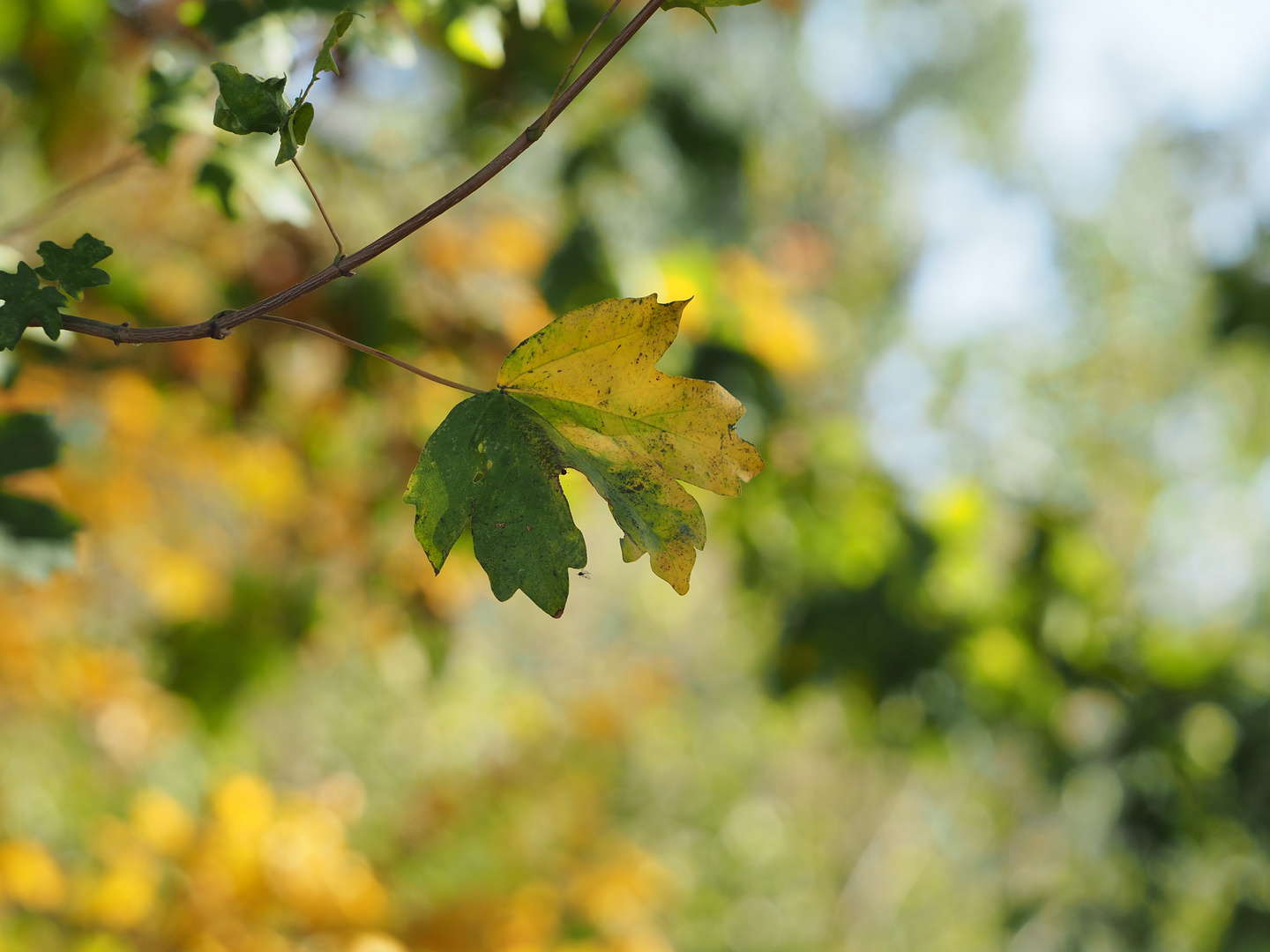 Sommer und Herbst auf einem Blatt.