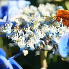 Sommer und Herbst