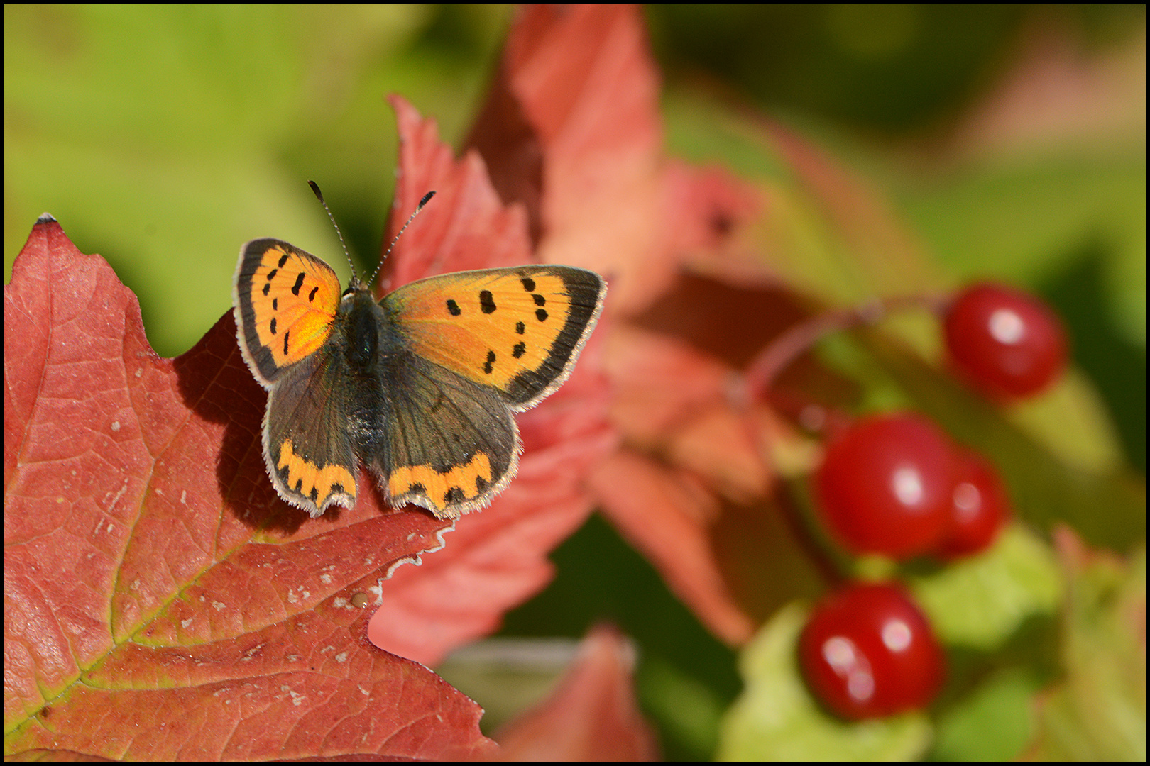 Sommer und Herbst . . . 