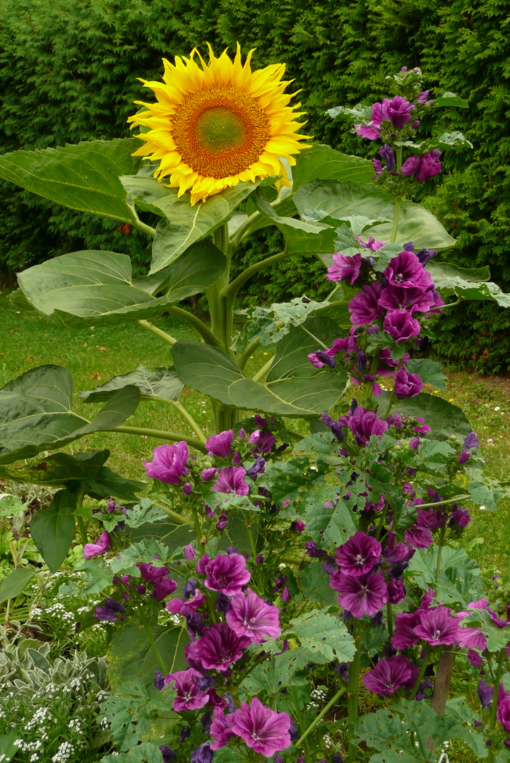 Sommer und Herbst nebeneinander