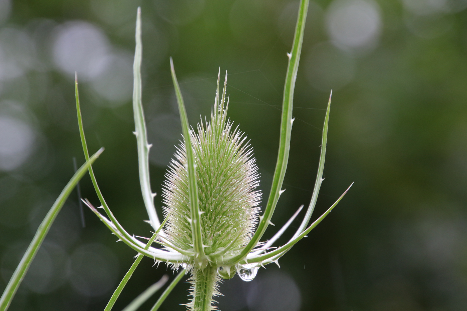 Sommer und Regen..