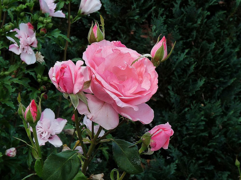 Sommer und Rosen