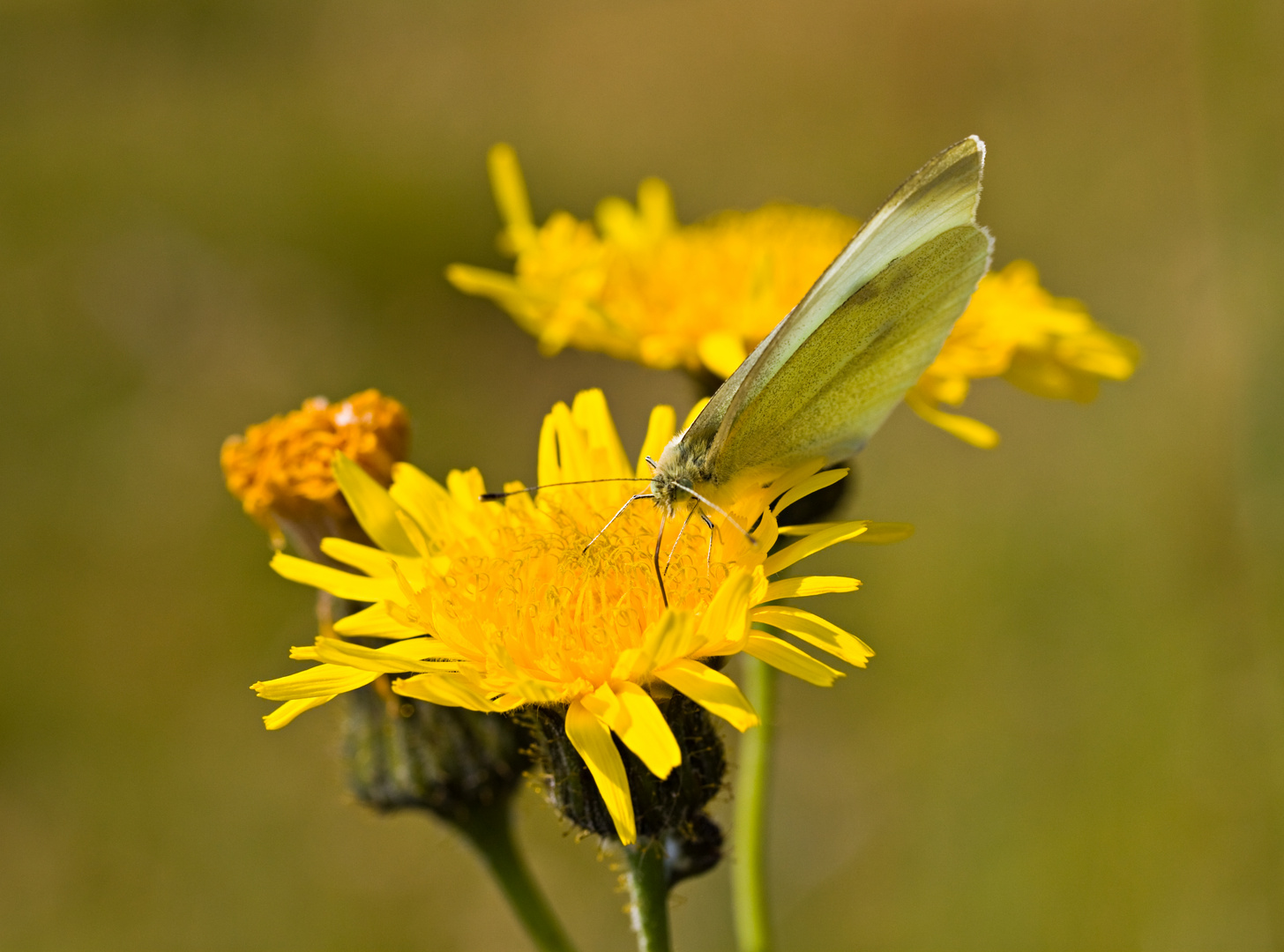 Sommer und Sonne und Schmetterling