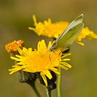 Sommer und Sonne und Schmetterling