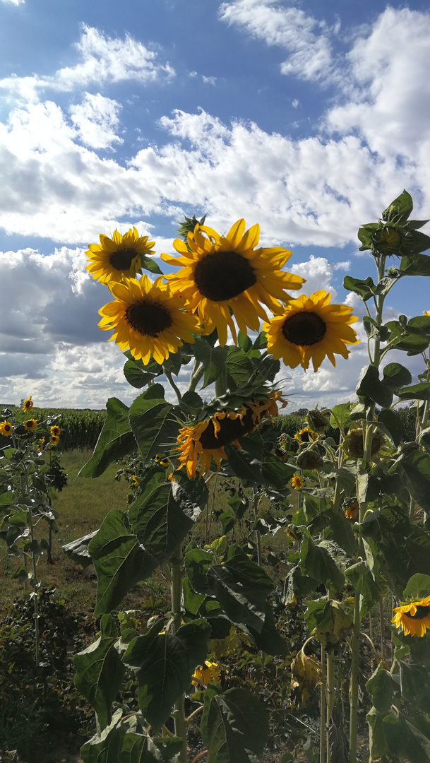 Sommer ungeschminkt 