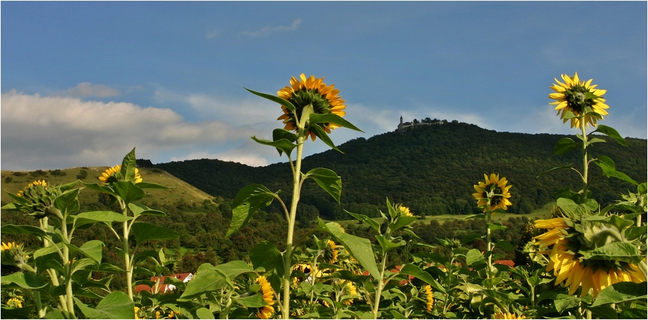 Sommer unter der Teck