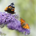 "Sommer-Vögel"....