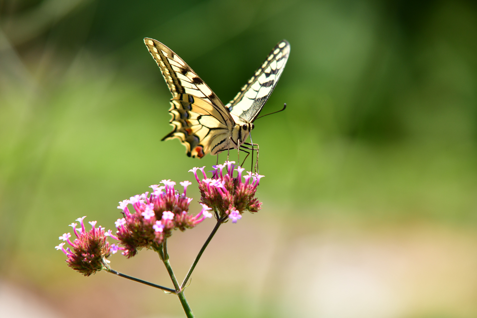 Sommer - Vogel