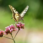 Sommer - Vogel