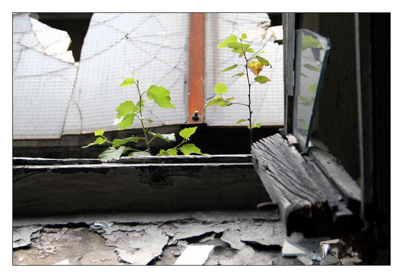 Sommer vor dem Fenster