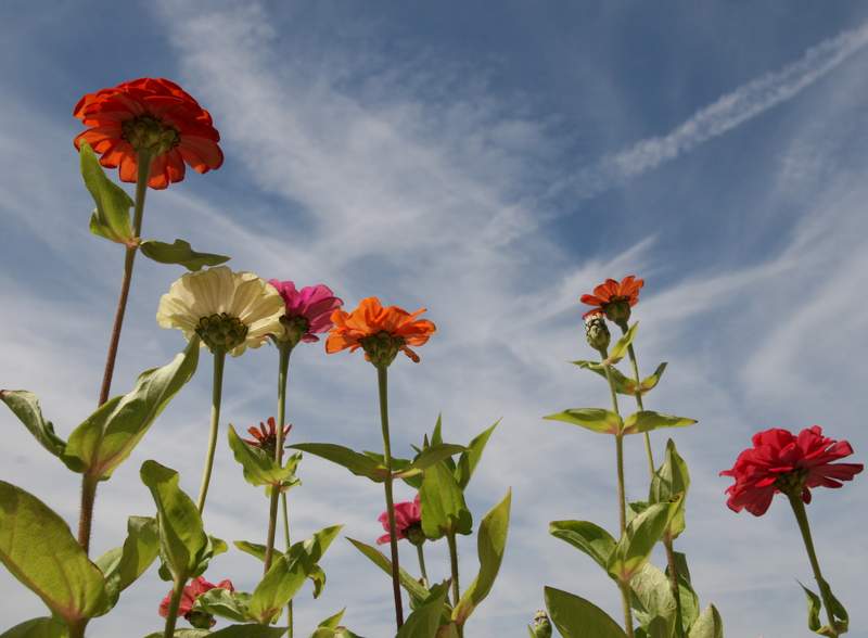 Sommer vorm Balkon