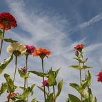 Sommer vorm Balkon