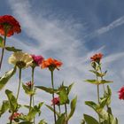 Sommer vorm Balkon