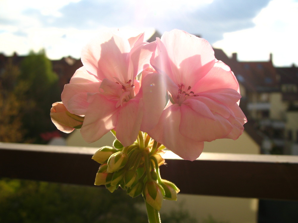 Sommer vorm Balkon