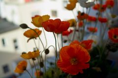 Sommer vorm Balkon