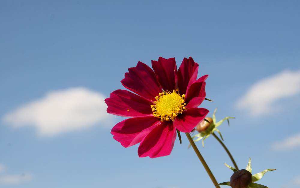 Sommer vorm Balkon II