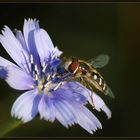 Sommer-Vorschau