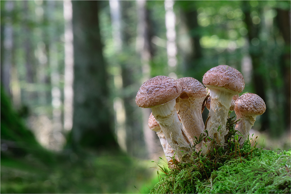 Sommer-Wald