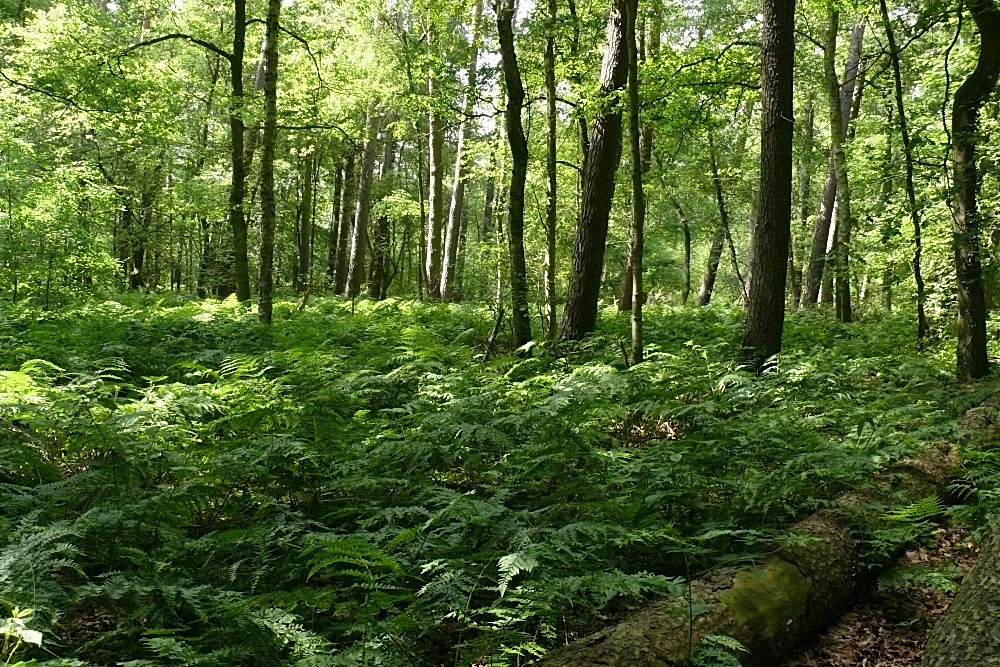 Sommer-Wald