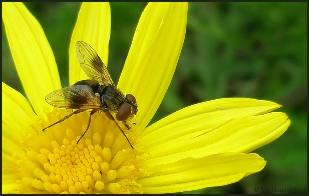 Sommer war es...