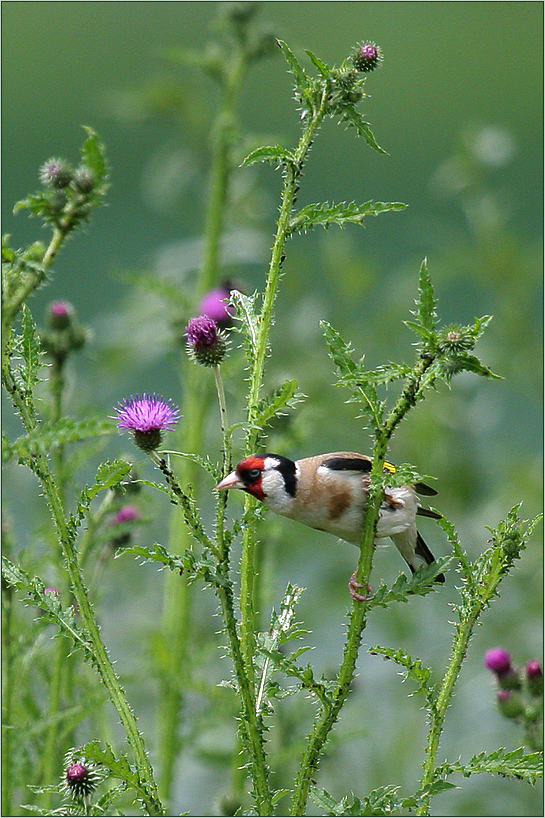 Sommer war's...