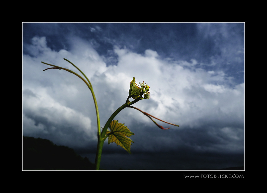 Sommer Wein