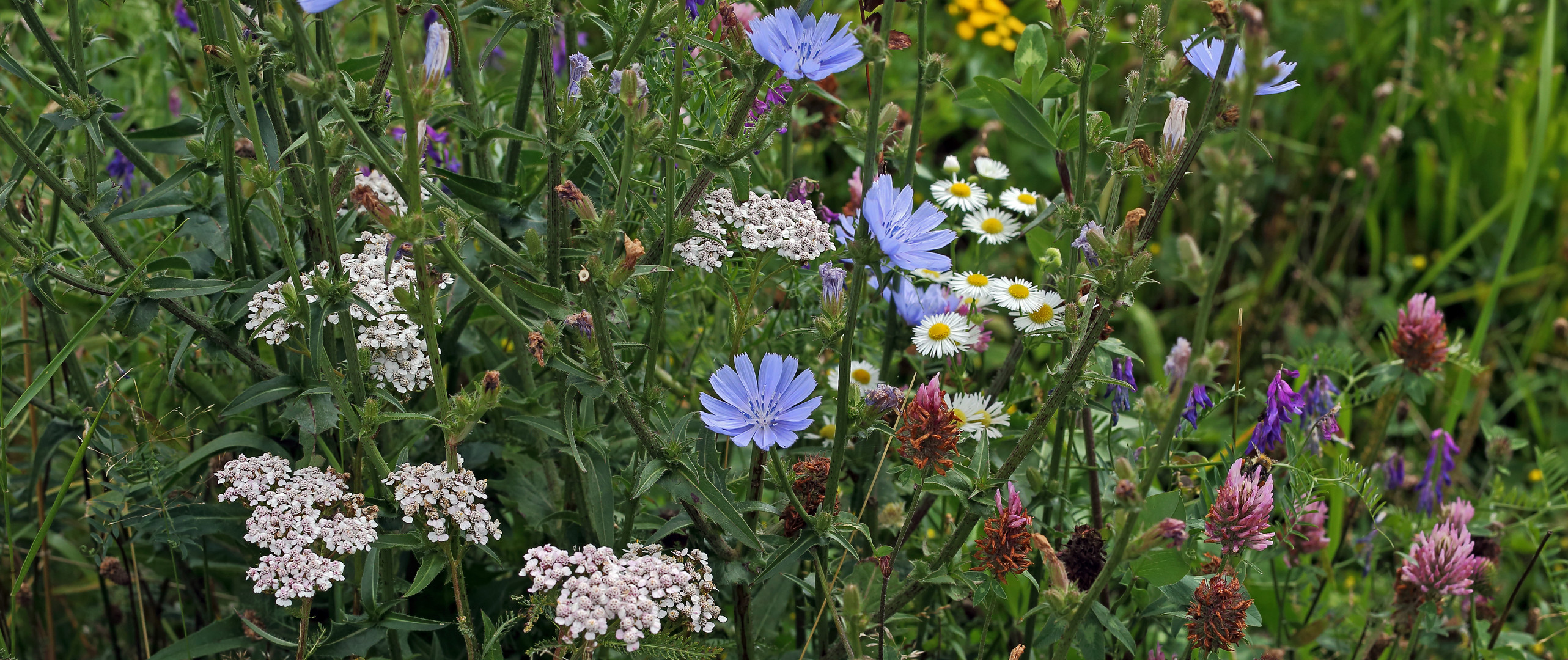 Sommer , wie ich ihn angesichts der Höhenlage auch mag, wie hier auf den Fluren vom Osterzgebirge