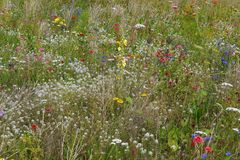 Sommer - Wiese