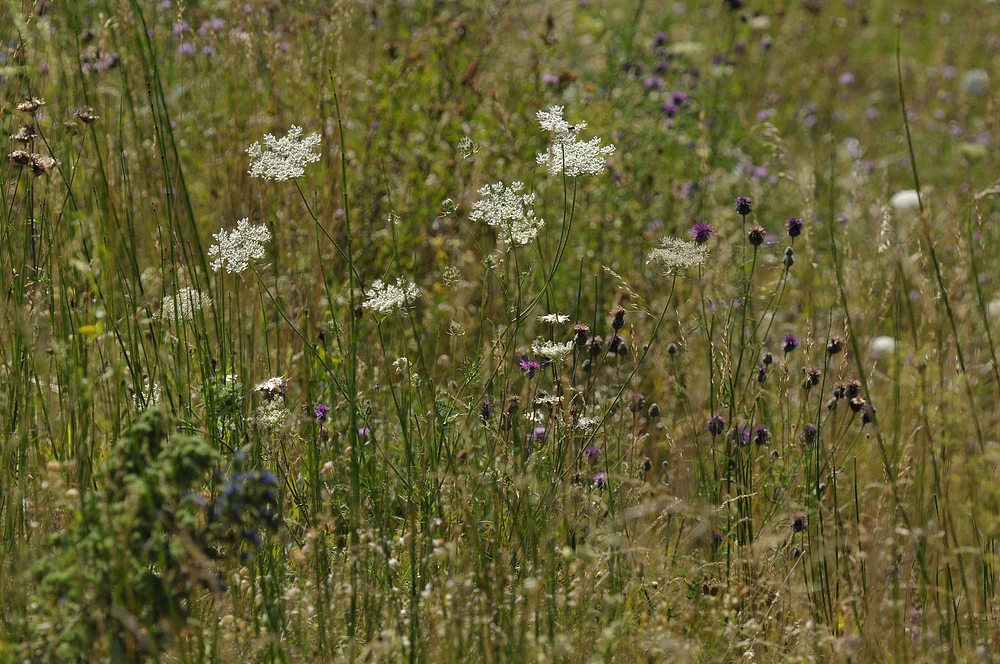 Sommer – Wiese bei Nachmittagshitzeglühen