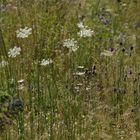 Sommer – Wiese bei Nachmittagshitzeglühen