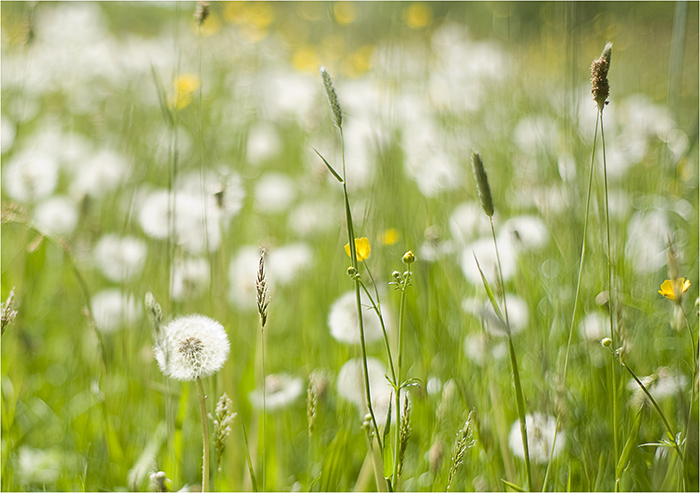 sommer-wiese°°