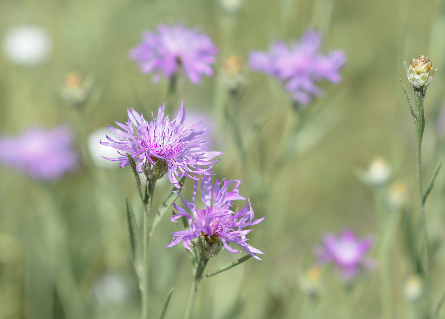 °Sommer-Wiesen-Blümchen°