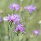 °Sommer-Wiesen-Blümchen°